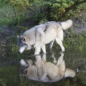Grey / Timber Wolf - in water. Montana - United States