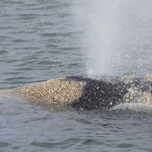 Grey Whale - blowing - San Ignacio Lagoon - Baja California - Mexico