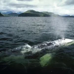 Grey Whale - surfacing - Vancouver Island - B. C. Canada AU-1485 Grey Whale - surfacing - Vancouver Island - B. C. Canada AU-1485