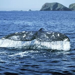 Grey Whale WAT 6202 Tail Eschrichtius robustus © M. Watson / ardea. com