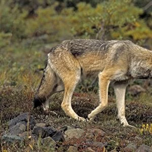 Grey Wolf, female, stalking, August, Denali NP, Alaska, North America