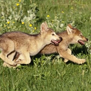 Grey Wolf - pups running in meadow Idaho, USA