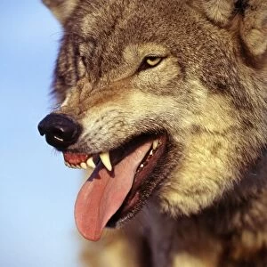 Grey Wolf - snarling with tongue out