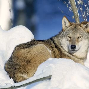 Grey Wolf - in snow