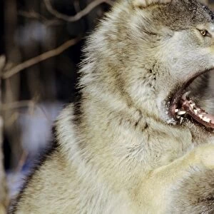 Grey Wolf / Timber Wolf - dominance behavior. Minnesota, USA