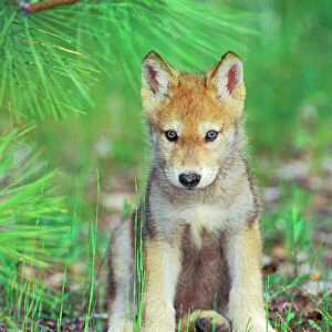 Grey Wolf / Timber Wolf - Pup sitting down, Montana, North America