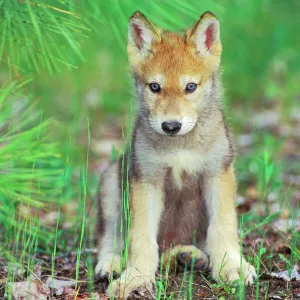 Grey Wolf / Timber Wolf - Pup sitting down, Montana, North America