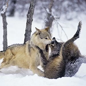 Grey Wolf / Timber Wolf - Two, dominance behavior in snow. montana