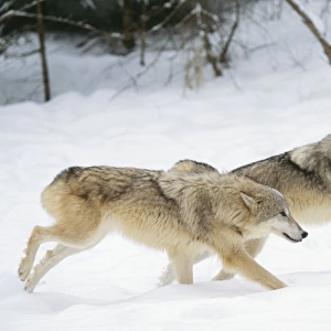 Grey Wolf WAT 5335 x 2 running in snow Camis lupus © M. Watson / ARDEA LONDON