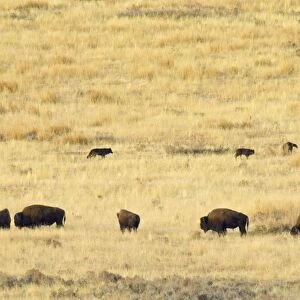Grey Wolves - checking out herd of bison. Yellowstone National Park, Wy, USA. Fall. _PTL6356