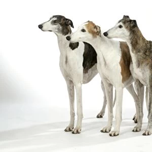 Greyhound Dogs standing next to each other - Dark Brindle and white, Red and white, Brindle and white