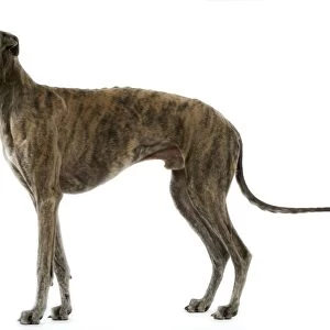 Greyhound / Levrier