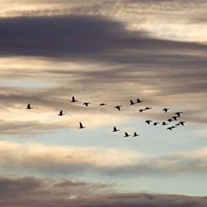 Greylag Geese Flock in flight against dramatic sunset sky Norfolk UK
