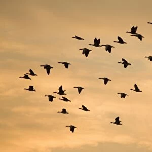 Greylag Geese - group in flight at sunset Norfolk UK
