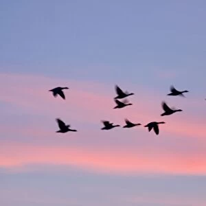 Greylag Geese Group in flight at sunset Norfolk UK