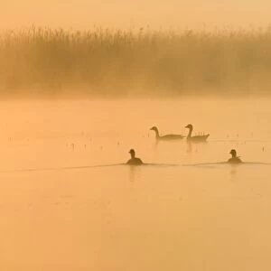 Greylag Geese - At sunrise on misty water Hickling Broad Norfolk UK