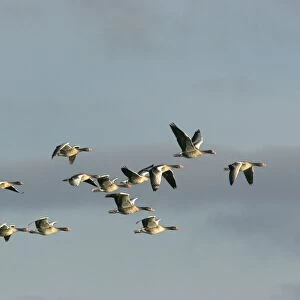 Greylag Goose - if flight in winter. Aiguamolls Nature Reserve - RAMSAR site - Spain