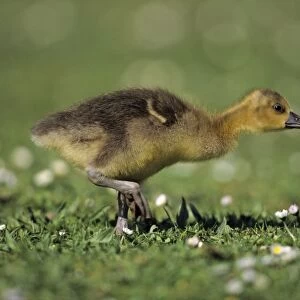 Greylag Goose - gosling feeding on meadow, Hessen, Germany