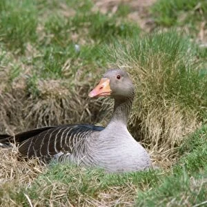 Greylag Goose - on nest