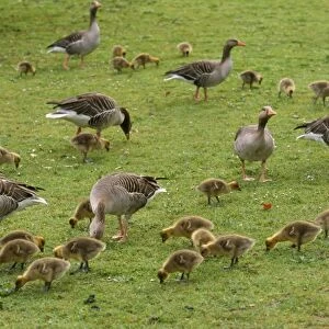 Greylag Goose - parents with goslings feeding