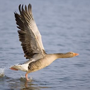 Greylag Goose - Taking flight on Hickling Broad Norfolk UK