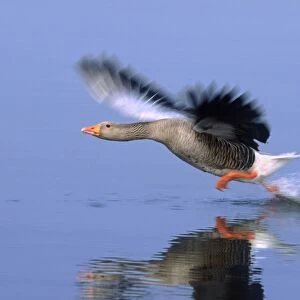 Greylag Goose Taking Flight Hickling Broad Norfolk UK