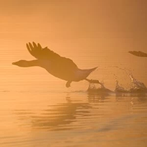 Greylag Goose - Taking Flight in Misty Sunrise - Hickling Broad Norfolk UK