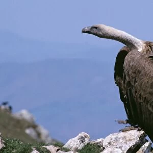 Griffon Vulture WAT 437 Gyps fulvus © M. Watson ARDEA LONDON