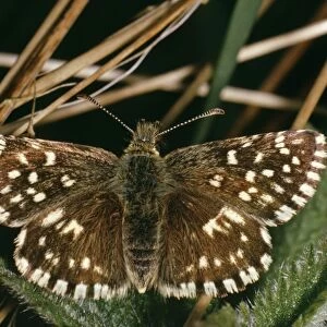 Grizzled Skipper Butterfly Distribution: Southern UK, widely found in Europe