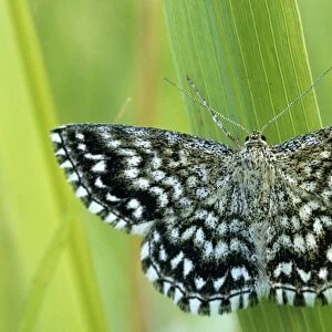 Grizzled Skipper - on flower