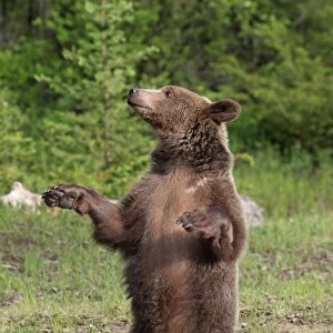 Grizzly Bear - 2 1/2 year old on hind legs. Montana - United States