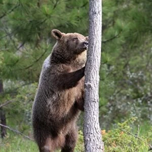 Grizzly Bear - 2 1/2 year old on hind legs about to climb tree. Montana - United States