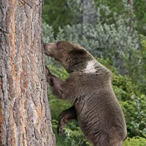 Grizzly Bear - 2 1/2 year old with front paws on tree trunk. Montana - United States
