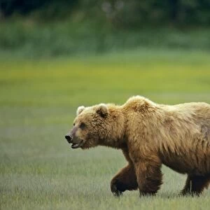 Grizzly Bear / Coastal Brown Bear along the Katmai coast - Alaska Peninsula - Alaska - Summer. MA1070