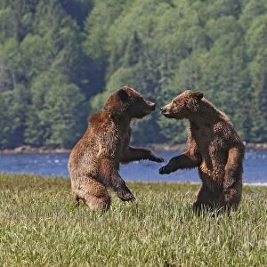 Grizzly Bear - two cubs play-fighting / wrestling. Khuzemateen Grizzly Bear Sanctuary - British Colombia - Canada