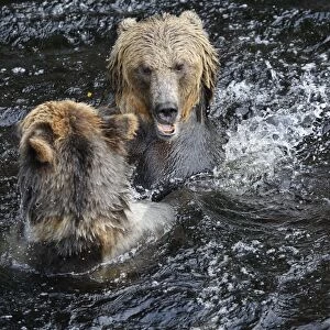 Grizzly bear - two fighting / playing in water. Knight Inlet - Glendale Cove - British Columbia - Canada