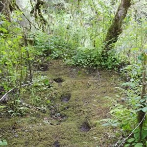 Grizzly Bear - footprints / tracks. Khuzemateen Grizzly Bear Sanctuary - British Colombia - Canada