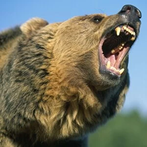 Grizzly Bear Montana, USA