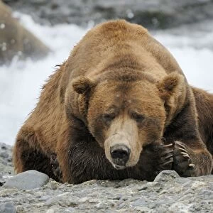 Grizzly bear - old male, McNeil River sanctuary, Alaska, USA