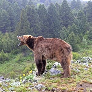 Grizzly bear - roaring / calling. Montana - USA