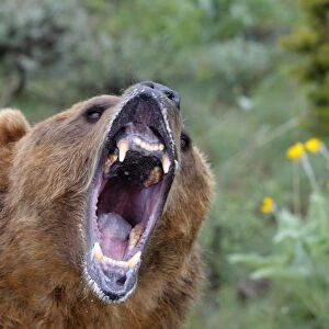 Grizzly bear - roaring / callling. Montana - USA