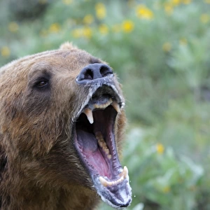 Grizzly bear - roaring / callling. Montana - USA