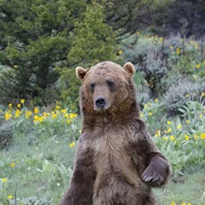 Grizzly bear - sitting. Montana - USA