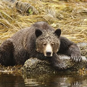Grizzly beari - fishing for salmon in Mussel Bay. British Columbia - Canada