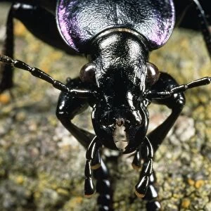 Ground Beetle - face view - UK
