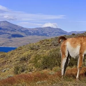 Guanaco - single big adult bull standing on grassy slope looking about - Torres del Paine National Park - Patagonia - Chile - South America