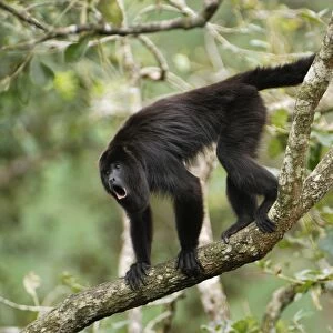 Guatemalan Howler Monkey, calling Belize