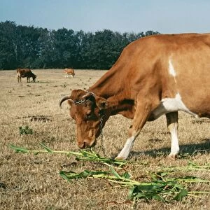 Guernsey Cow - in field eating supplementary food - maize. Sark, Channel Island