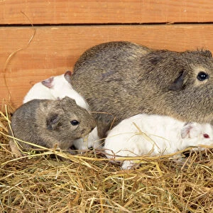 Guinea Pig - babies