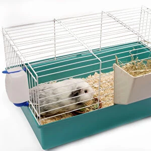 Guinea Pig - in cage in studio